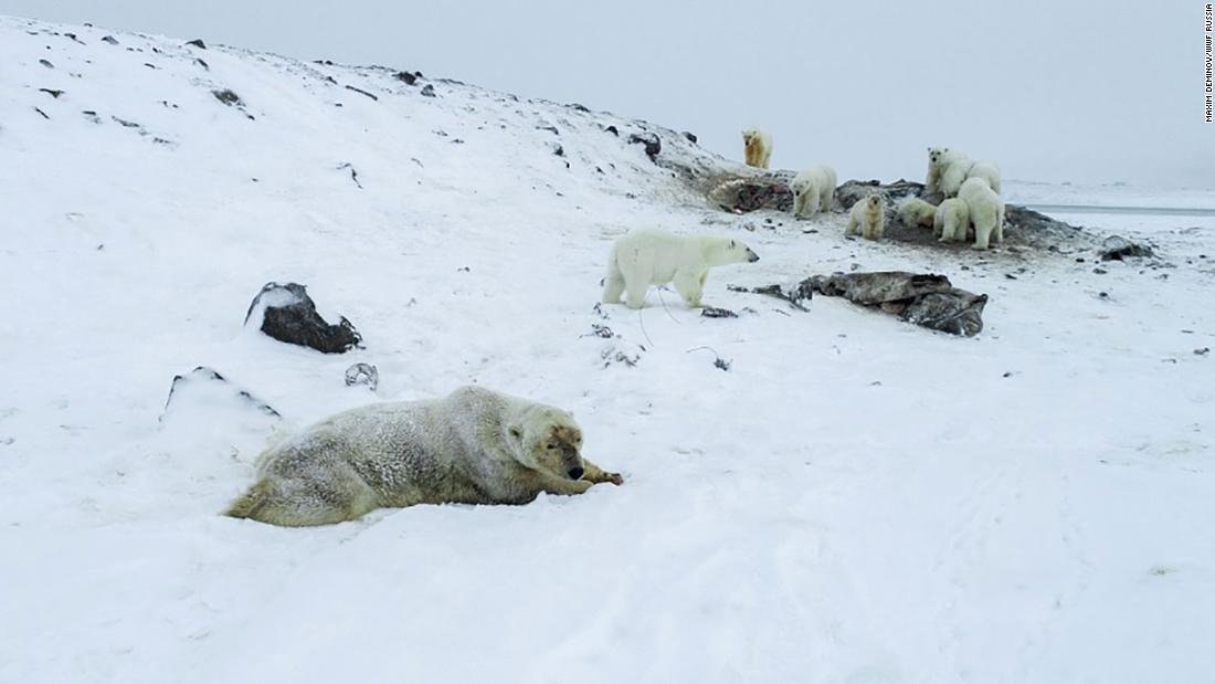 住民らによるパトロールが行われている/Maxim Deminov/WWF Russia