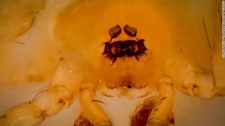 メキシコの砂漠にすむアリを主食とするクモ/Durrell Ubick / California Academy of Sciences
