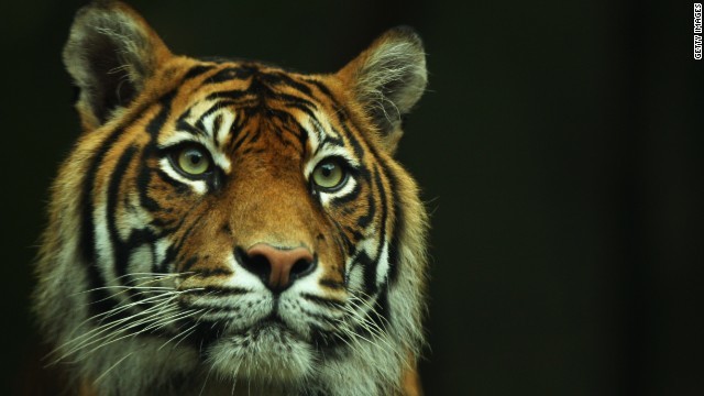 https://www.cnn.co.jp/storage/2019/12/09/458e8d40a2272682a68d1174d75839f9/animal-sumatran-tiger-story-top.jpg https://www.cnn.co.jp/storage/2019/12/09/458e8d40a2272682a68d1174d75839f9/animal-sumatran-tiger-story-top.jpg