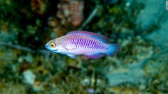 鮮やかな紫色のうろこを持つイトヒキベラ属の魚
