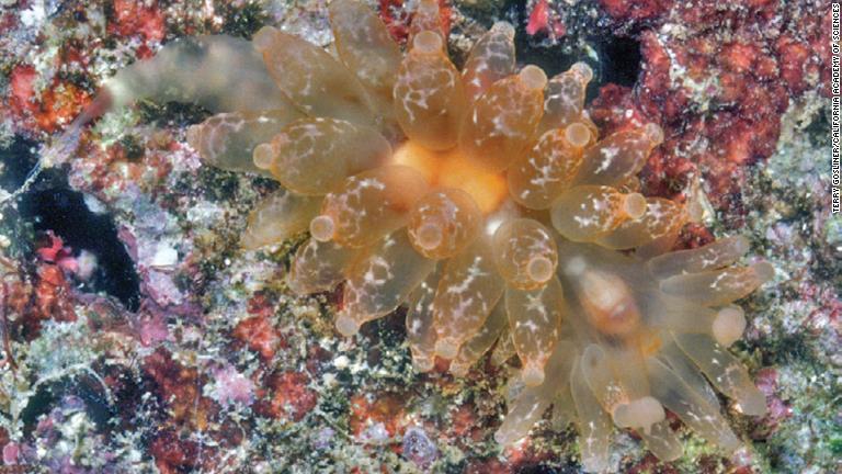 パプアニューギニアの潟にすむウミウシの仲間/Terry Gosliner/California Academy of Sciences