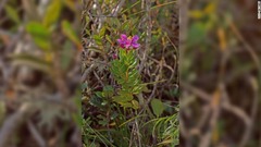マダガスカルの国立公園内で見つかった新種の花