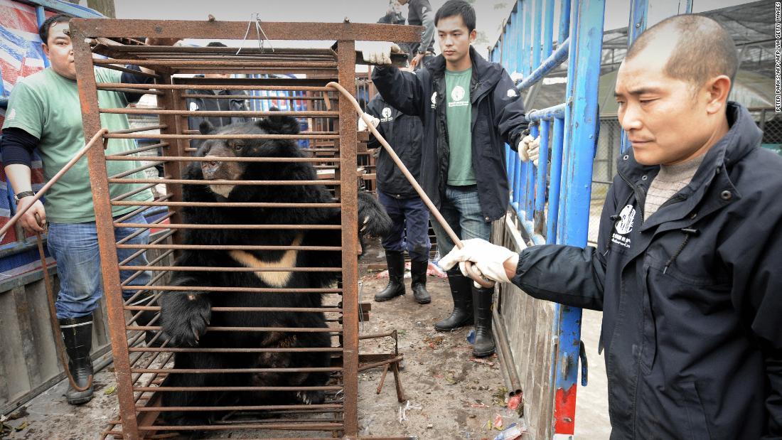「熊農場」でおりに入れられたツキノワグマ/PETER PARKS/AFP/AFP via Getty Images