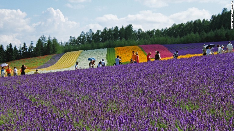 北海道のラベンダー畑/Farm Tomita/JTA/JNTO