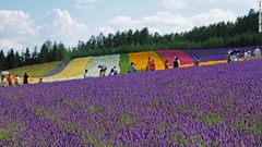 北海道のラベンダー畑
