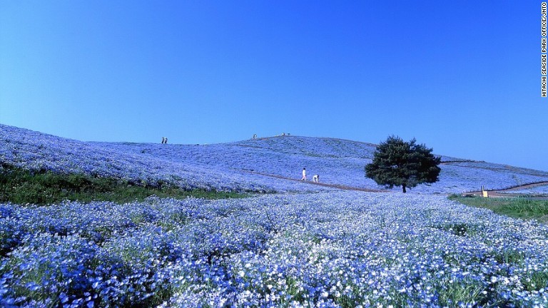 茨城県ひたちなか市の国営ひたち海浜公園/Hitachi Seaside Park Office/JNTO