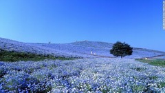 茨城県ひたちなか市の国営ひたち海浜公園