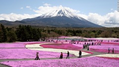山梨県の富士芝桜展望広場で開かれる富士芝桜まつり