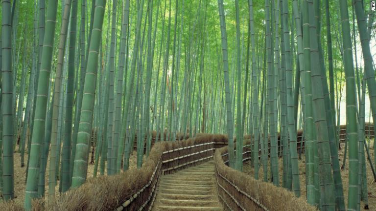 京都の嵯峨野（さがの）にある竹林の道/JNTO