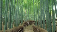 京都の嵯峨野（さがの）にある竹林の道