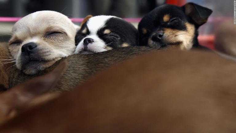 米国内で流行している感染症の原因が、ペットショップの子犬である可能性が発表された/China Photos/Getty Images