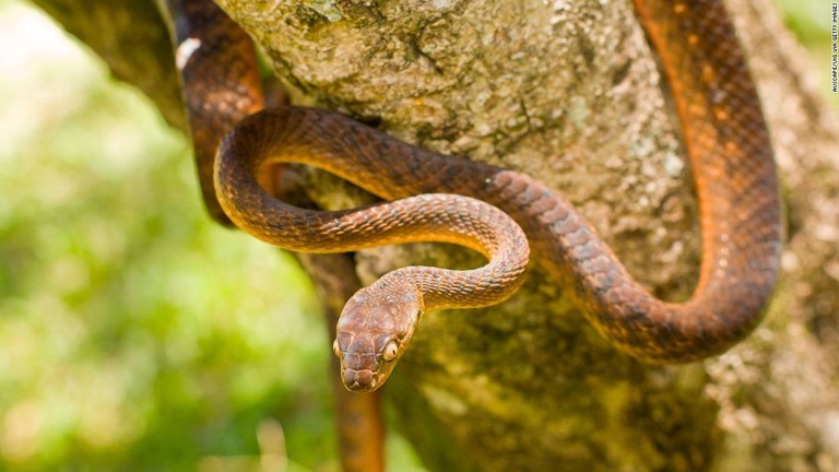 グアムクイナを激減させた外来種のヘビ、ミナミオオガシラ/Auscape/UIG via Getty Images
