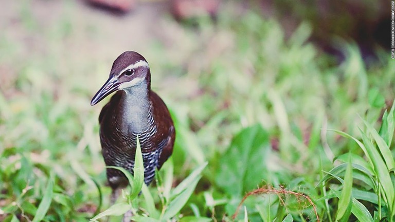 グアム島でも２年以内に放鳥が行われる予定/Ginger Haddock/Fernbird Photography