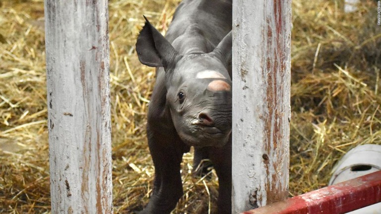 米ミシガン州の動物園で、絶滅危惧種に指定されているクロサイの赤ちゃんが誕生した/Potter Park Zoo