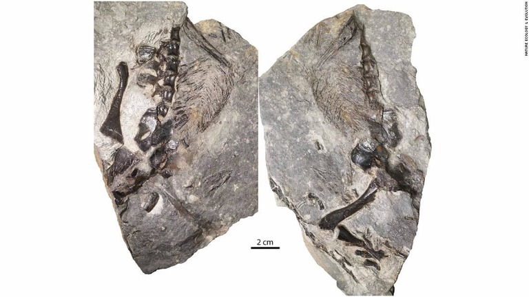 ３億年前の爬虫類の化石から親が子どもを守る様子をうかがわせる証拠が見つかった/Nature Ecology & Evolution