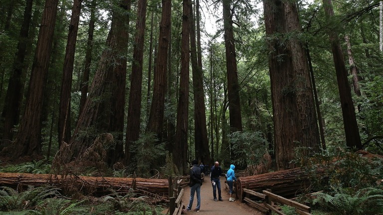 米カリフォルニア州北部の国定公園で、ハイカーが木の下敷きになり死亡した/Justin Sullivan/Getty Images North