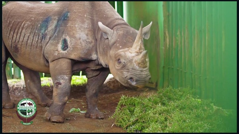 世界最高齢のクロサイと見られる「ファウスタ」が死んだ/Ngorongoro Conservation Area Authority
