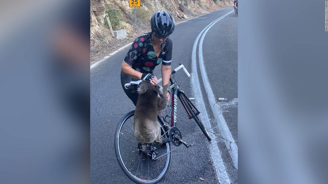 自転車によじ登って水を飲むコアラ/@bikebug2019/Instagram