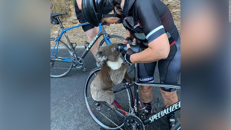 ボトルから水を飲むコアラ。「喉が渇いて仕方ない様子だった」という/@bikebug2019/Instagram