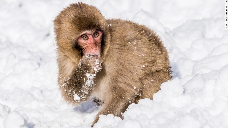 雪を口に入れる猿/Courtesy Joshua Mellin