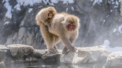 地獄谷野猿公苑は猿専用の温泉で知られる