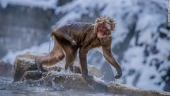 長野県の低い気温も猿たちにとっては問題なさそうだ