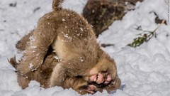 じゃれ合う２匹の猿