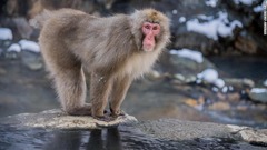地獄谷野猿公苑では、猿への餌やりは禁止されている