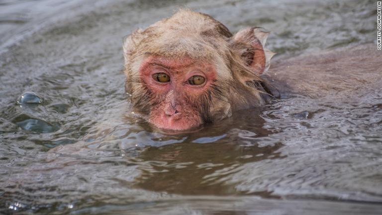 温泉で人間も猿もリラックスできそうだ/Courtesy Joshua Mellin