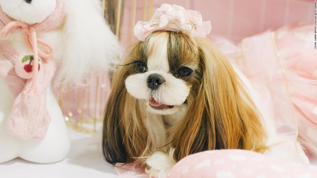 ペットフェアでドレスアップした犬/Visual China Group/VCG via Getty Images