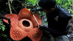 過去最大級の「怪物花」ラフレシア発見　インドネシアの森