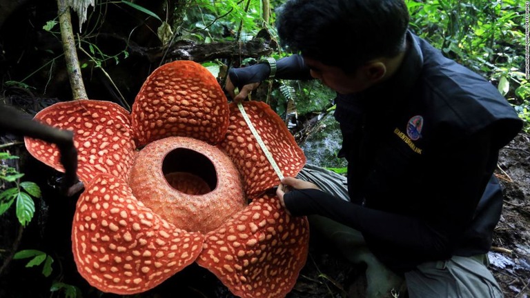 https://www.cnn.co.jp/storage/2020/01/04/a468d5a4c16703c1637df9876b804735/t/768/432/d/worlds-largest-flower-indonesia-trnd-restricted-super-169.jpg
