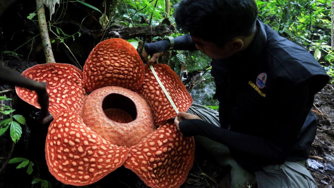 Cnn Co Jp 過去最大級の 怪物花 ラフレシア発見 インドネシアの森