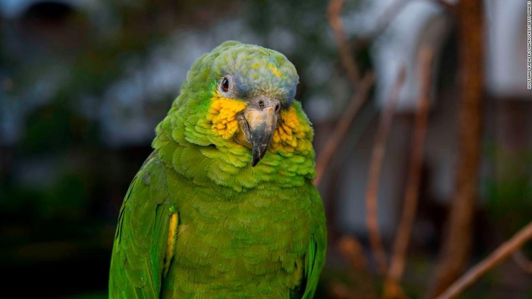 「助けを求める叫び声」を聞いて駆け付けたところ、声の主はインコだったことが判明した/Wolfgang Kaehler/LightRocket/Getty Images