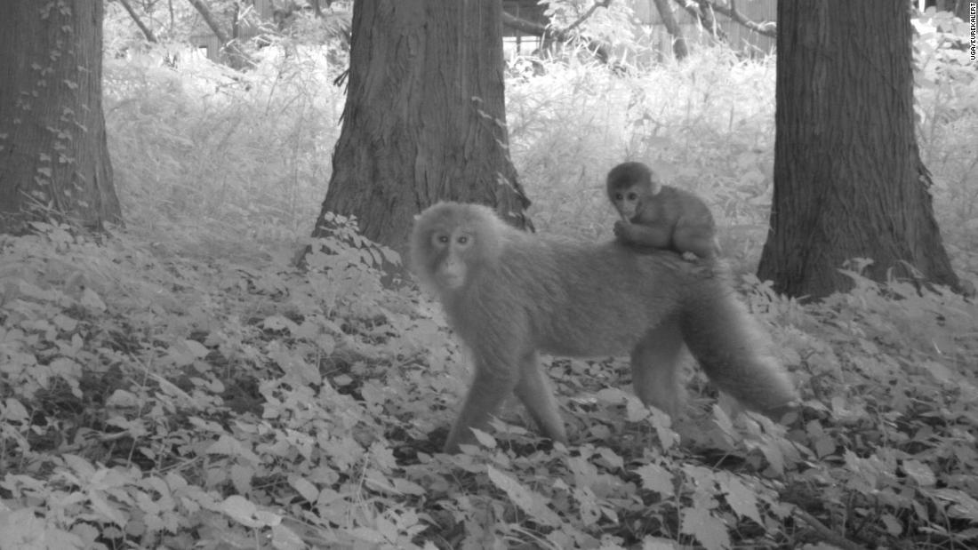 福島第一原発の周辺ではニホンザルなど20種を超す野生生物が撮影された/UGA/EurekAlert