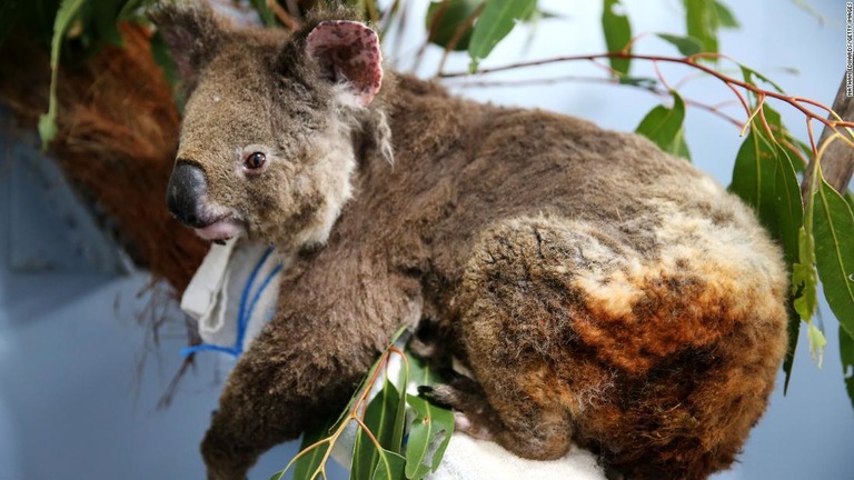 Cnn Co Jp 固有種の宝庫カンガルー島 ３分の１が焼け跡に オーストラリア火災