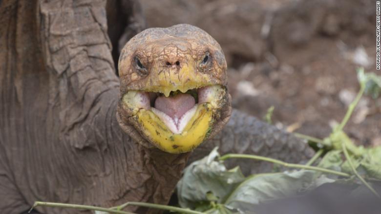 ルックスの良さで島での人気を獲得したというディエゴ/RODRIGO BUENDIA/AFP/Getty Images