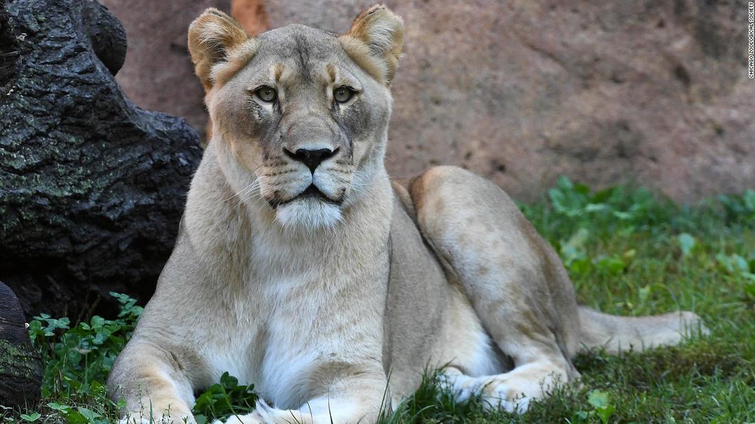 「アイシス」は14日に死亡した/Chicago Zoological Society