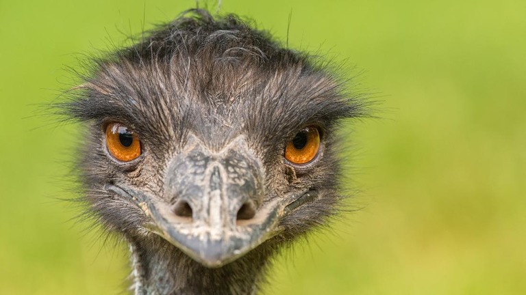 豪州に固有の巨大な鳥類、エミューが小さな町の至る所に出没している/Shutterstock