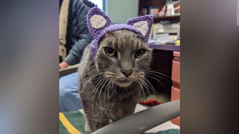 施設の職員から新しい「耳」をプレゼントされた雌の猫「レイディー」/Dane County Humane Society