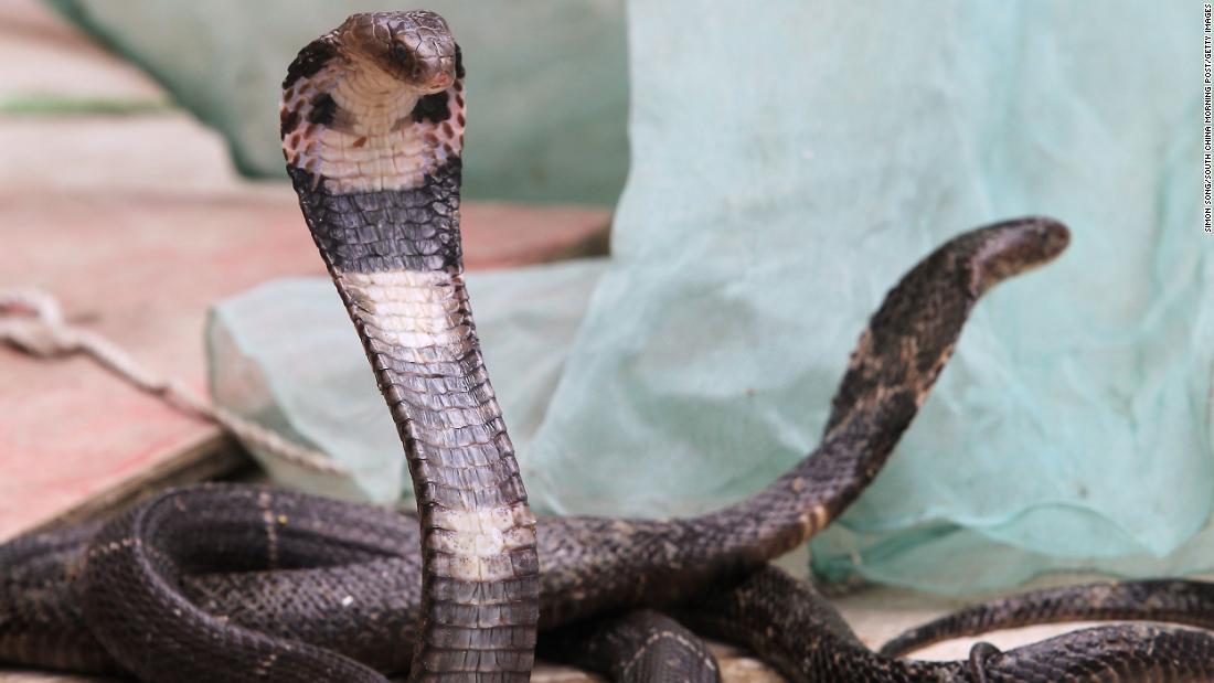 新型コロナウイルスの感染源がヘビやコブラの可能性があるとする論文が発表された/Simon Song/South China Morning Post/Getty Images