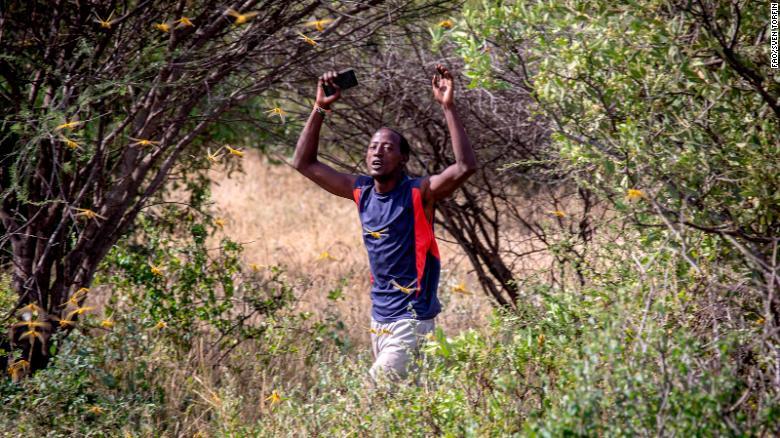 サバクトビバッタの群れの中を歩く男性＝２２日、ケニア中部オロロクエ
/FAO/Sven Torfinn