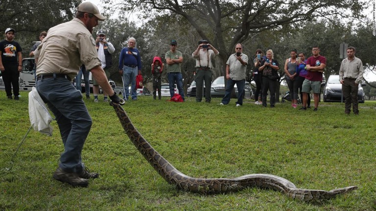 大会前に捕獲の手本を見せる州当局者。大会では８０匹のニシキヘビが捕獲された/Joe Raedle/Getty Images 