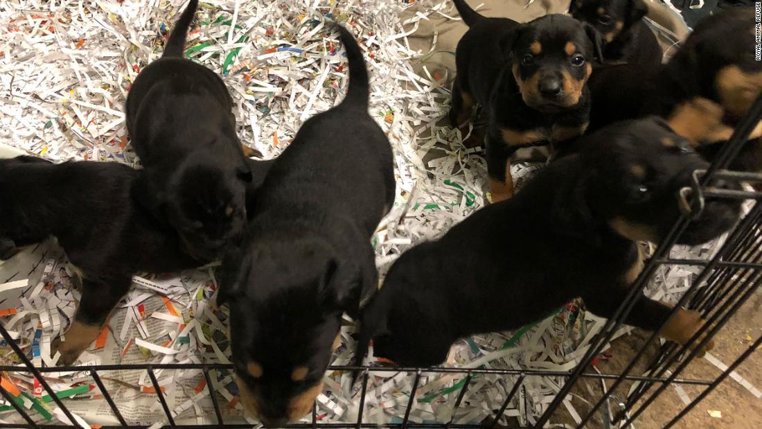クローバーと子犬10匹は現在、ボランティアの家に預けられている/Royal Animal Refuge