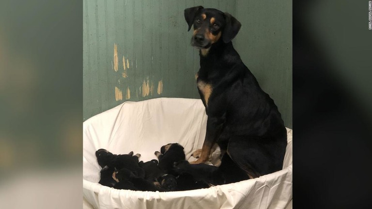 母犬の「クローバー」とその子どもたち/Royal Animal Refuge