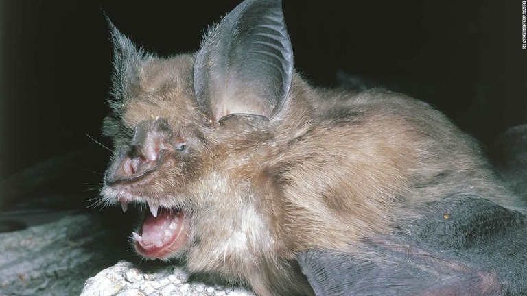 新型肺炎の感染源がコウモリである可能性が報告された/De Agostini/Getty Images