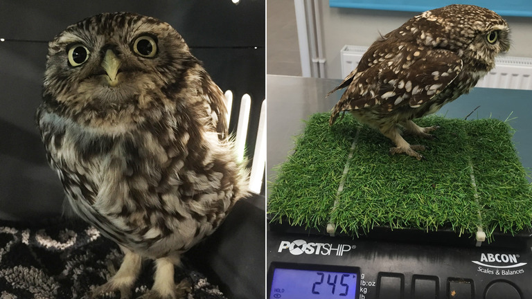餌を食べすぎて飛べなくなったとみられるフクロウ/courtesy Suffolk Owl Sanctuary
