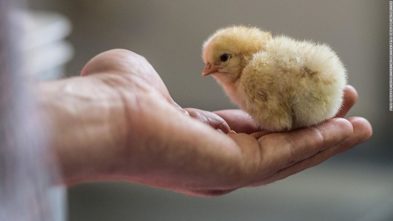 フランスが、オスのひよこの一律殺処分を２０２１年末までに禁止すると発表/Peter Endig/EPA/Shutterstock/Shutterstock/Peter Endig/EPA/Shutterstock