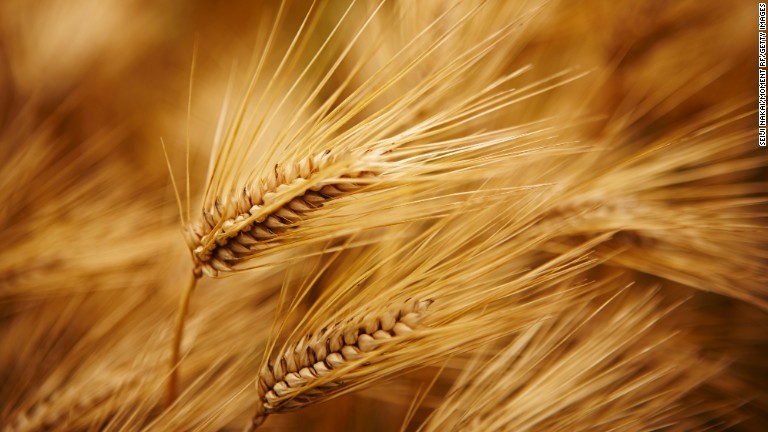 大麦には食物繊維が含まれ、自然に食欲を抑える働きがある/Seiji NAKAI/Moment RF/Getty Images