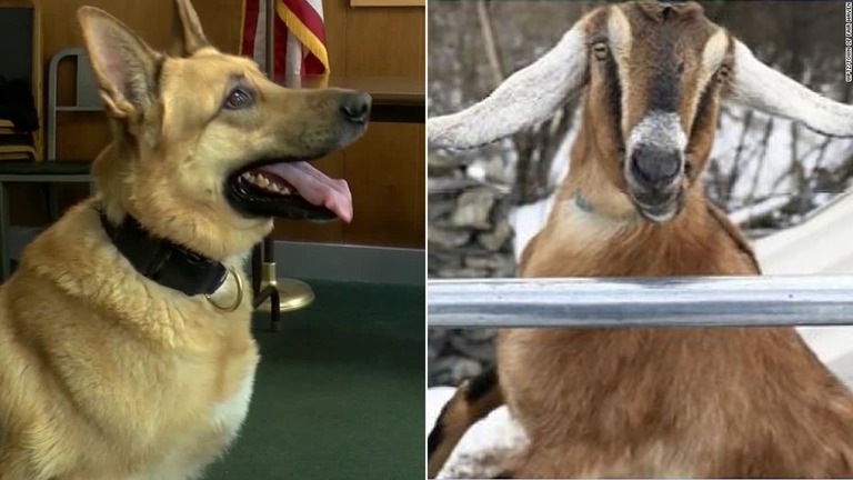 町長選に名乗りを挙げた警察犬サミー（左）とヤギのリンカーン/WPTZ/Town of Fair Haven